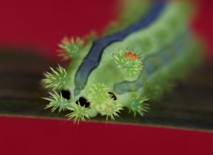 Parasa lepida, the Blue-striped Nettle Grub 1: Caterpillar - Bird ...