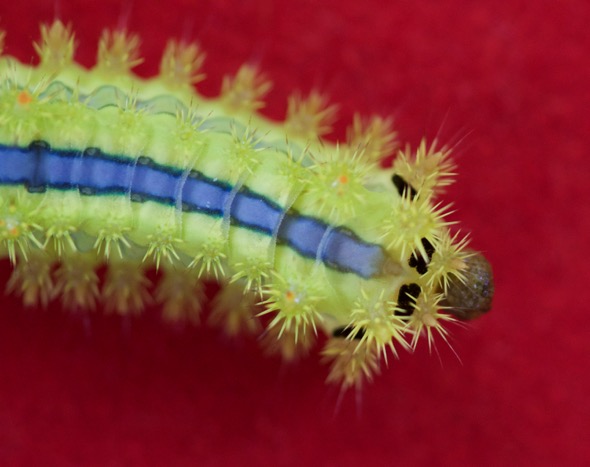 Nettle caterpillar-posterior [wyc]