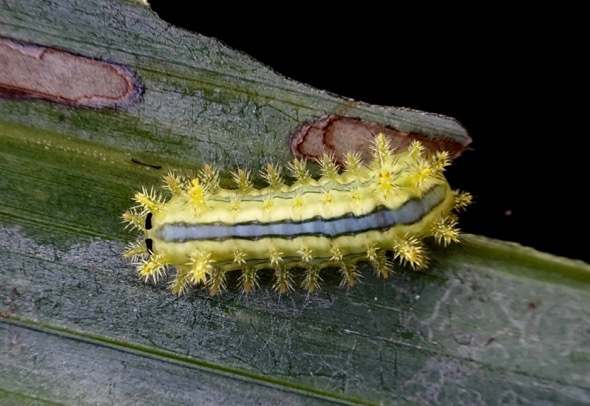 Parasa lepida, the Blue-striped Nettle Grub 1: Caterpillar - Bird Ecology  Study Group