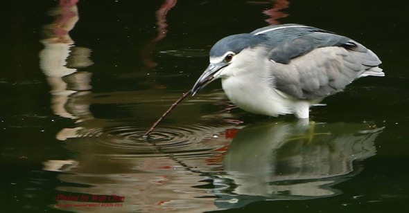 Black-crowned Night-heron baiting fish