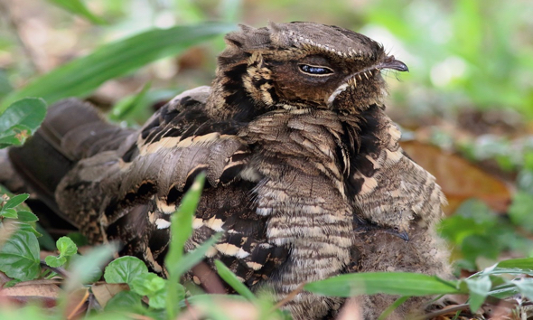 Camouflage of a Large-tailed Nightjar chick
