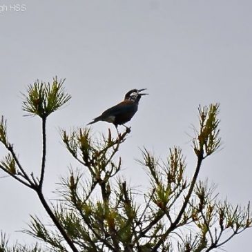 Birding in Taiwan: 4. Spotted Nutcracker