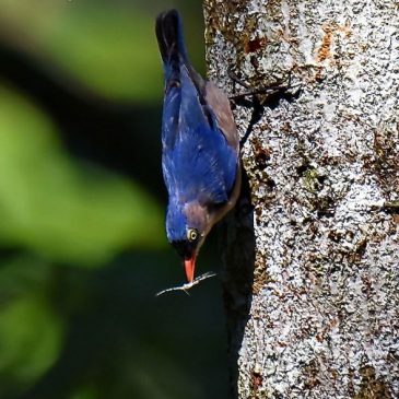 Food Storing Behaviour of the Nuthatch