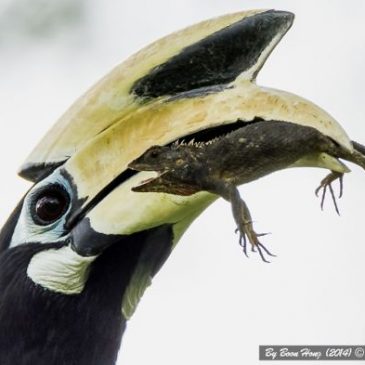 The Oriental Pied Hornbill and the Changeable Lizard