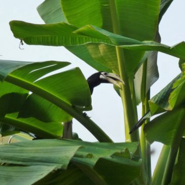 Oriental Pied Hornbills are checking on the banana plants yet again…