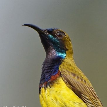 Olive-backed Sunbird – extra metallic plumage