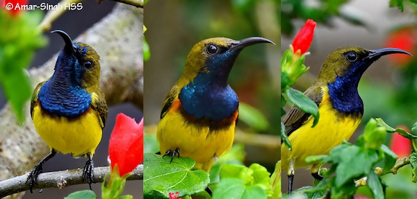 Olive-backed Sunbird – male plumage variation