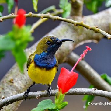 Olive-backed Sunbird – male and female