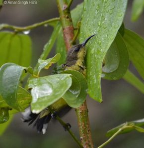 Olive-backed Sunbird taking a leaf bath