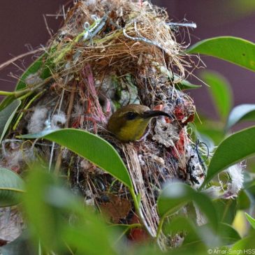 Olive-backed Sunbird nest building