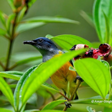 Orange-bellied Flowerpecker – food sources