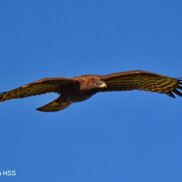 Oriental Honey-buzzard – possibly a male dark morph