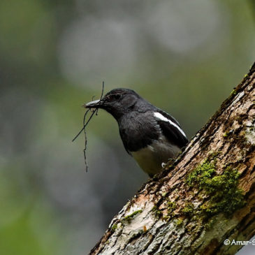 Oriental Magpie Robin  – nesting material