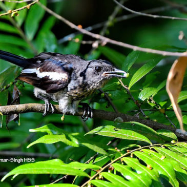 Oriental Magpie Robin – immature