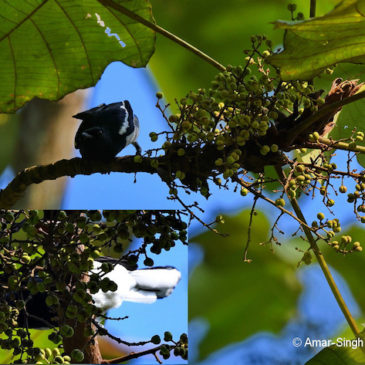 More birds feeding on fruits of Giant Mahang