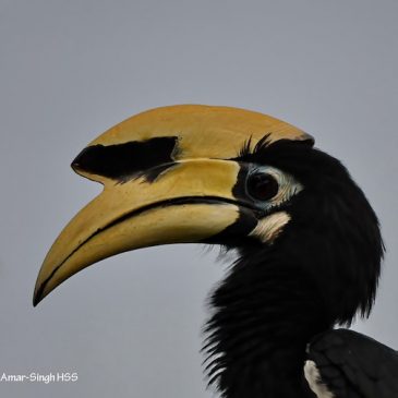 Oriental Pied Hornbill in the Malaysian city of Ipoh