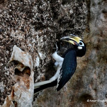 Oriental Pied Hornbill  – nesting in limestone cavity