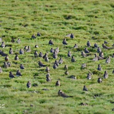 Oriental Pratincole  – flocks and thermals