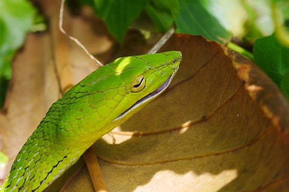 OrientalWhipSnake-ChangeableLizard [JeromePang] 1