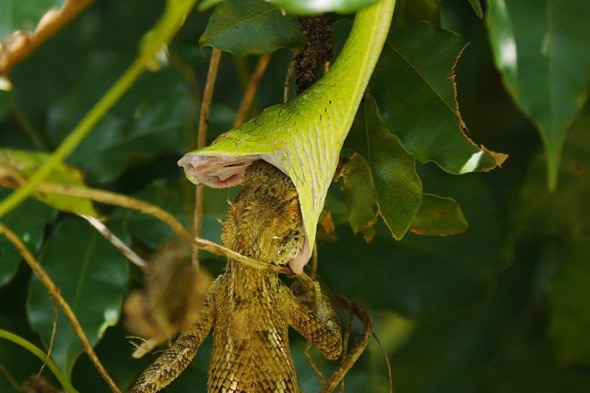 OrientalWhipSnake-ChangeableLizard [JeromePang] 3