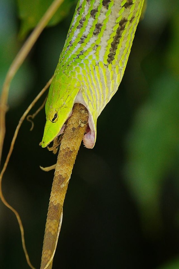 OrientalWhipSnake-ChangeableLizard [JeromePang] 5