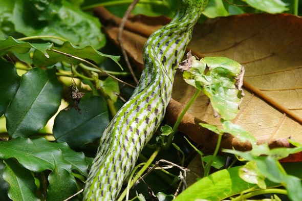 OrientalWhipSnake-ChangeableLizard [JeromePang] 6