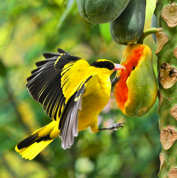 Can Birds Eat Papaya?