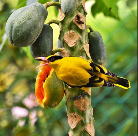 Can Birds Eat Papaya?