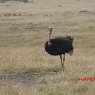 An encounter with Ostriches in Masai Mara, Kenya