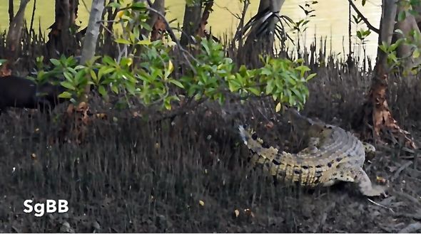 Smooth Otters taunting Saltwater Crocodile