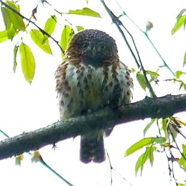 Collared Owlet calling
