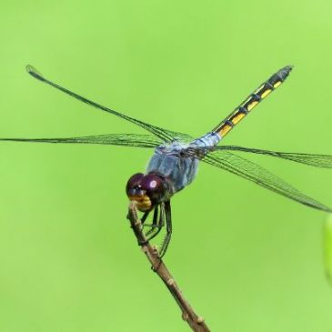 COMMON CHASER OVIPOSITING
