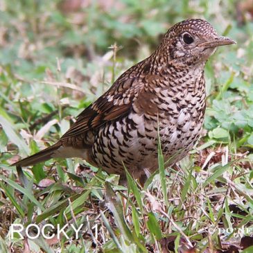 © Plumage Study  of White’s Thrush at Cuc Phuong NP Part 4