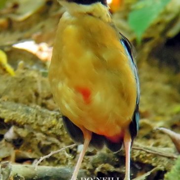 © Fledgling Blue-winged Pitta left behind in Penang, P. Malaysia 2017