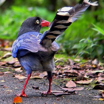 © The Ubiquitous Formosan Magpie of Taiwan
