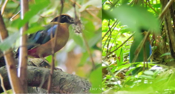 © 43 Days Breeding Moments in Blue-winged Pitta 2017 (Batch 2) Part 1