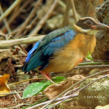 ©A ‘Hat-trick’ with  Blue-winged Pitta fledgling 2017 (Batch3) Part1