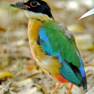 A ‘Hat- trick’ with Blue-winged Pitta fledgling 2017 (Batch 3) Part 2