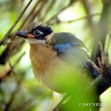 © 43Days Breeding Moments in Blue-winged Pitta (Batch2) Part 2