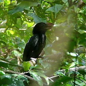 ©A Peep Behind Wallacea Line For Sulawesi Tarictic Hornbill