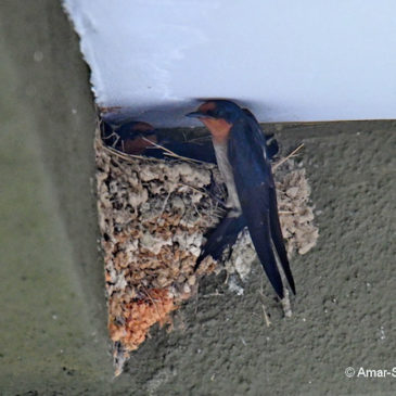 Pacific Swallow – social behaviour while nesting