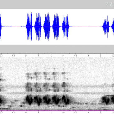 Paddyfield Pipit  – extended vocalisation