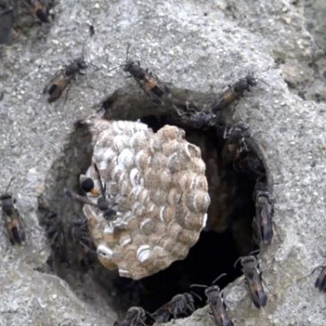 Activities around another Paper Wasp colony