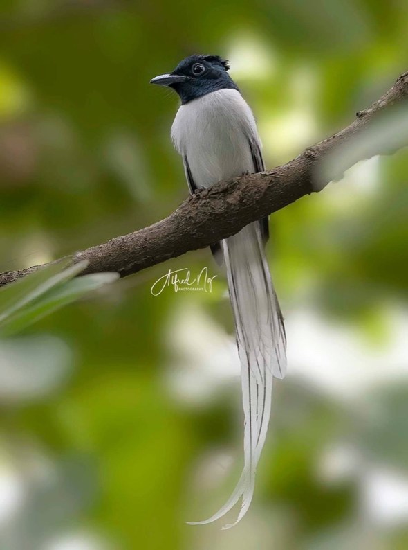 Asian deals paradise flycatcher