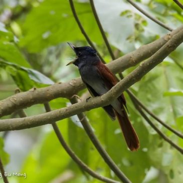 Asian Paradise-flycatcher – Rictal bristles
