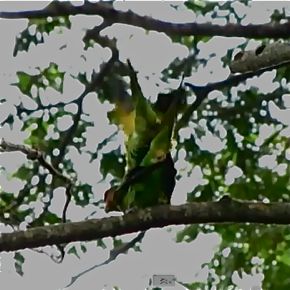 Long-tailed Parakeet copulating