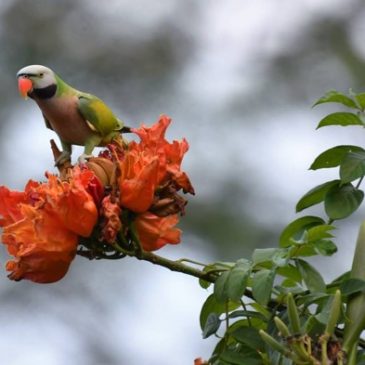 Red-breasted Parakeet chewing on African Tulip flower buds
