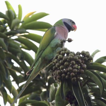 Parakeets at Sian Tuan: 4. Red-breasted Parakeet feeding on Golden Penda fruits