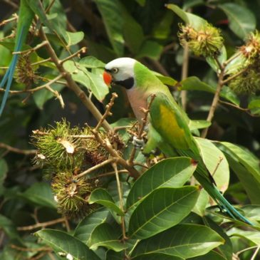 Red-breasted Parakeet feeding on rambutan