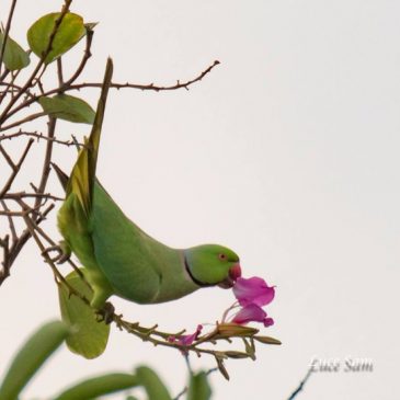 Rose-ringed Parakeet eating Bauhinia flowers